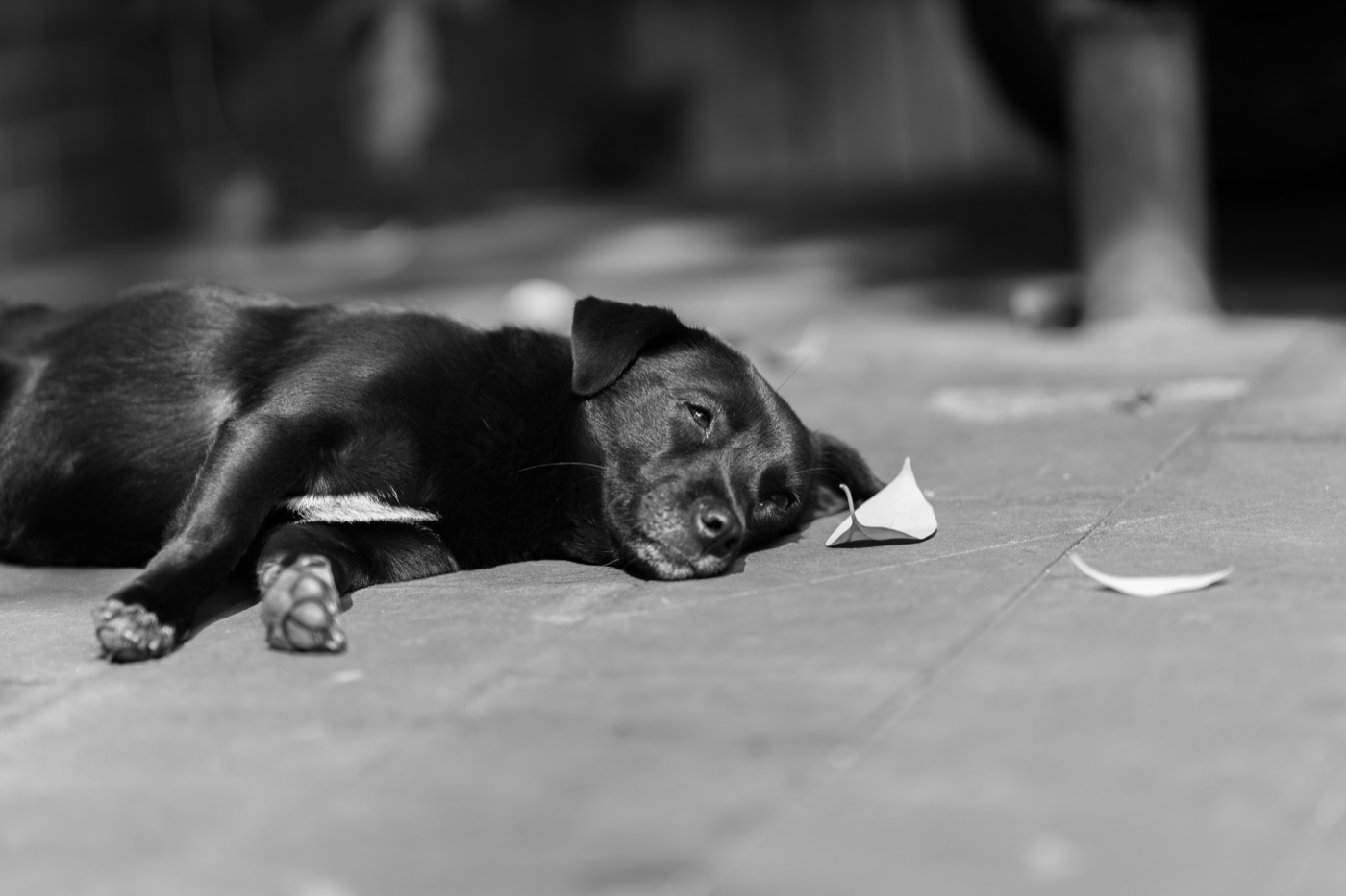 Siesta